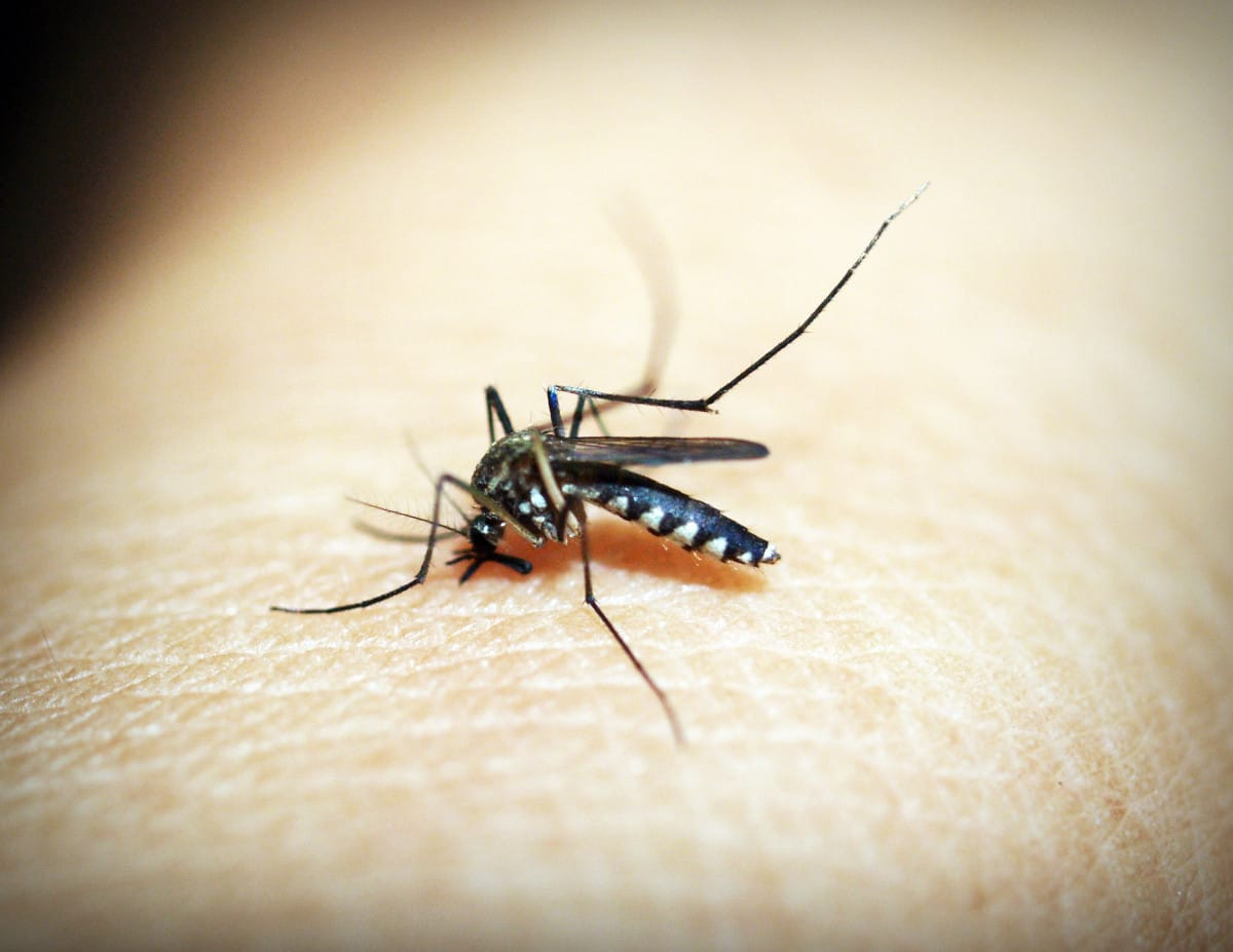 mosquito on person's skin