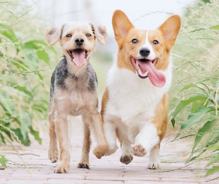 Flea Free Dogs enjoying a morning run