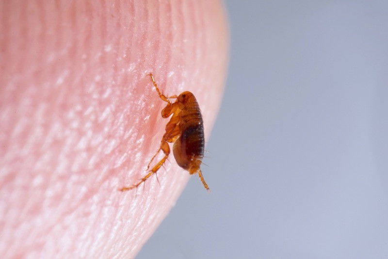Flea Control Solutions in Baton Rouge